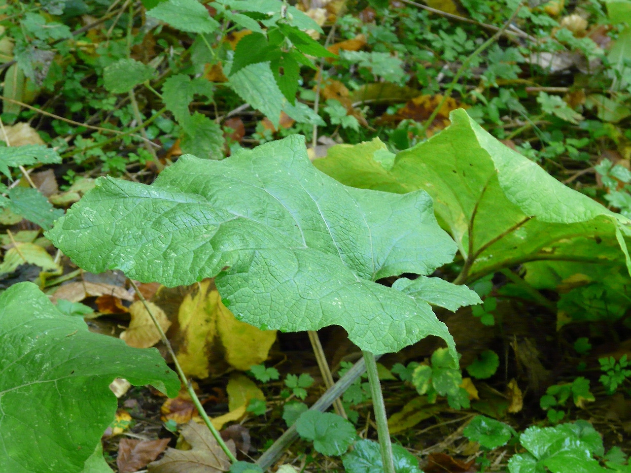 leaf-62436_1920.jpg