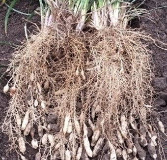 다운로드 (16) 맥문동 뿌리.jpg