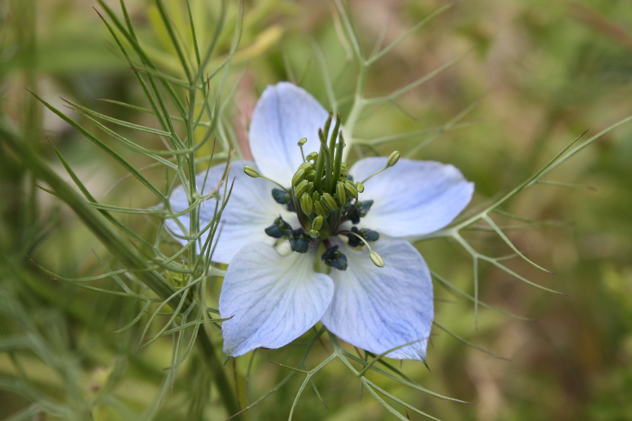 nigella-damascena-miss-jekyll-2038376_1920 (1).jpg