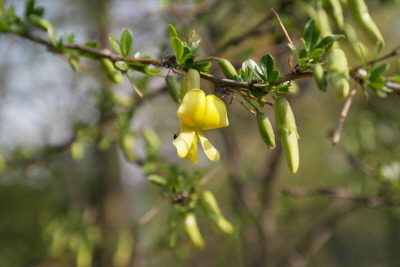 금작화 골담초 (1).jpg