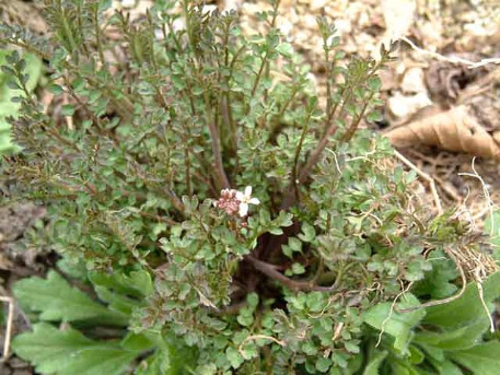 황새냉이 국립수목원 (4).jpg