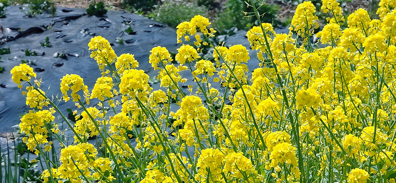 배추꽃.jpg