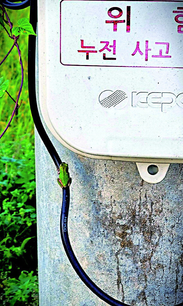 박여범 시인의 '초록맥박'(26 대구신문 신춘문예 디카시 수상작).jpg