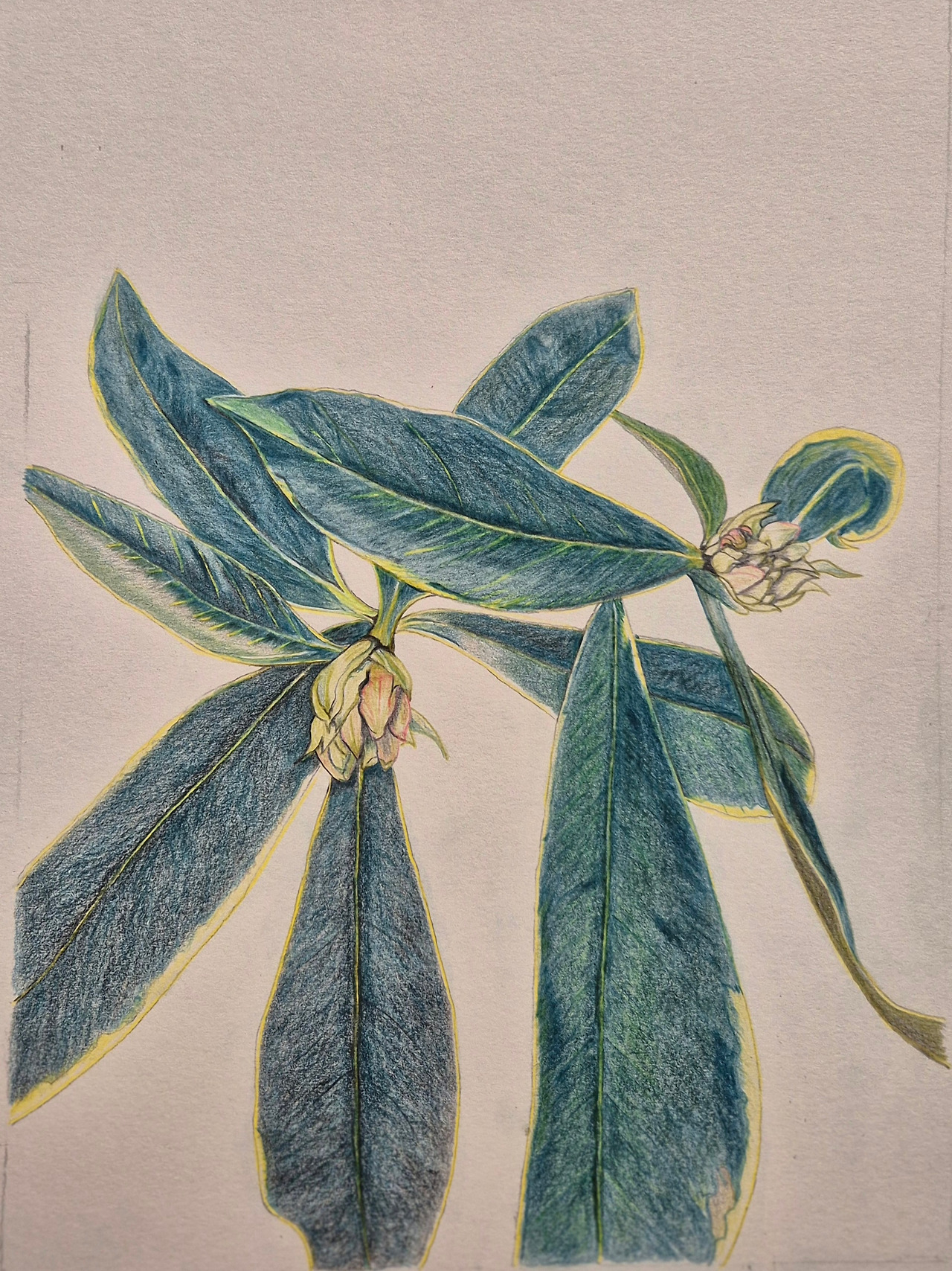 천리향 그림.jpg