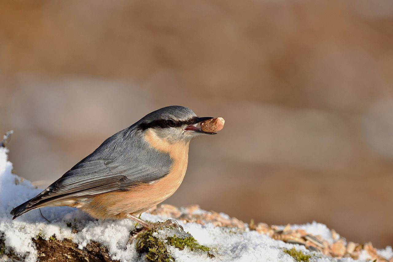 jggrz-nuthatch-9412845_1920.jpg