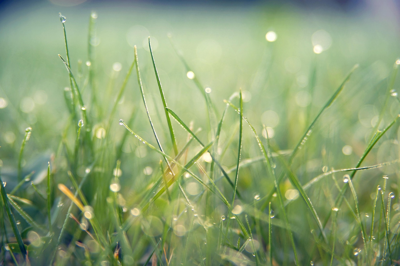 jplenio-grass-7089807_1920.jpg