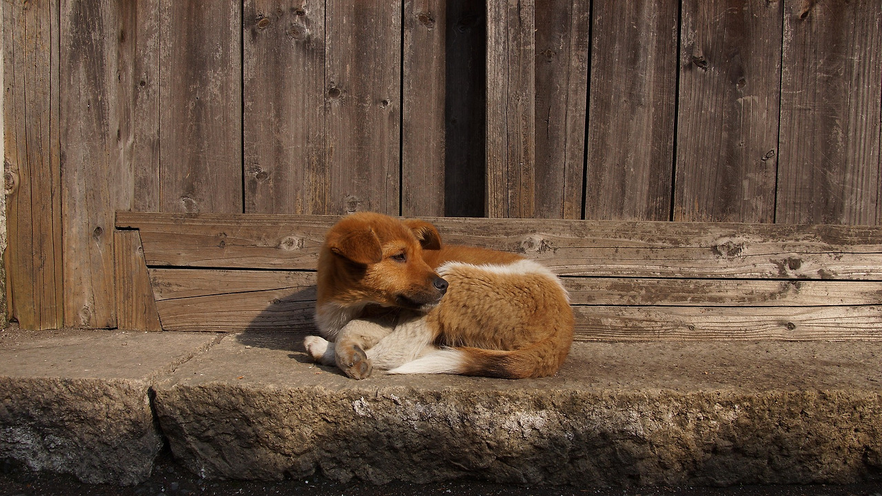 thomastwcom-dog-1151195_1920.jpg