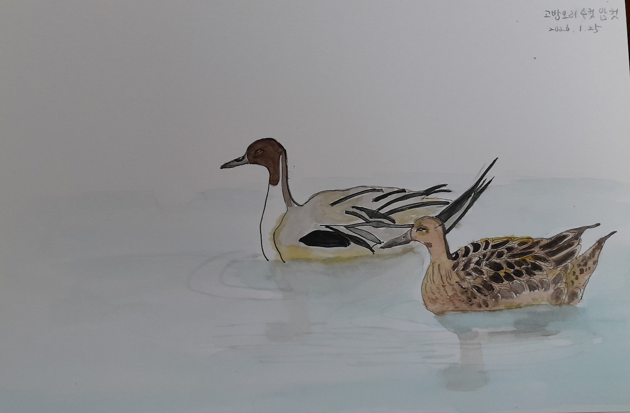 고방오리 암수.jpg