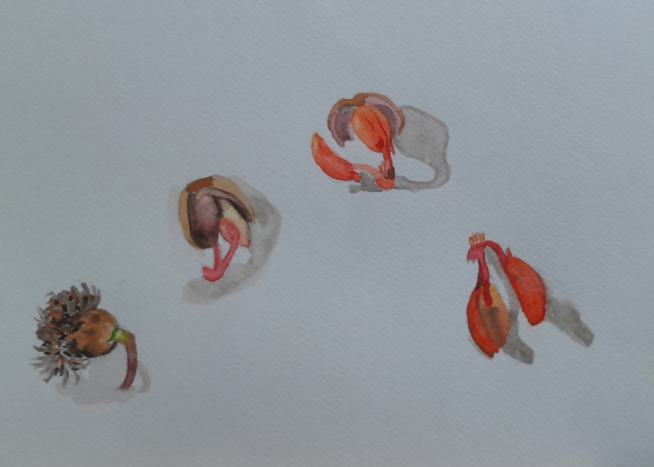 도토리 발아과정.jpg