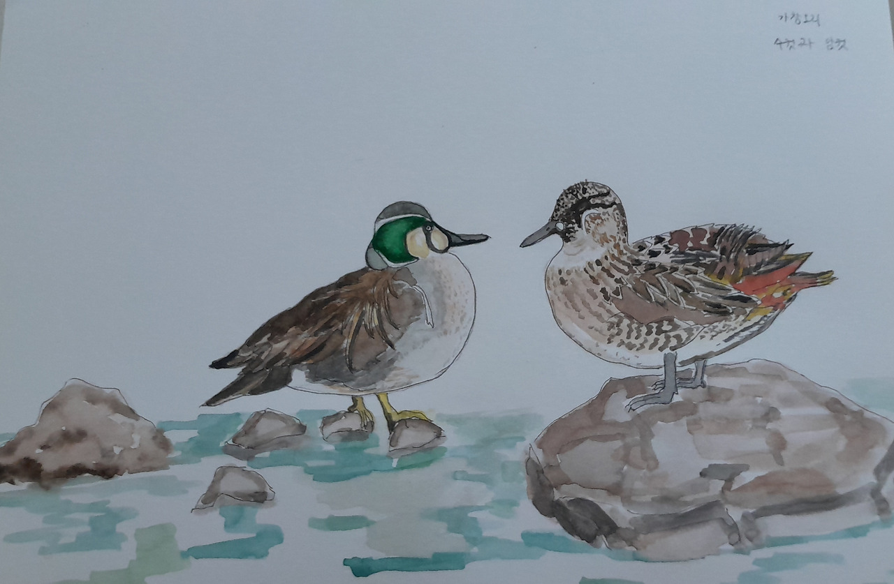 가창오리 암수.jpg