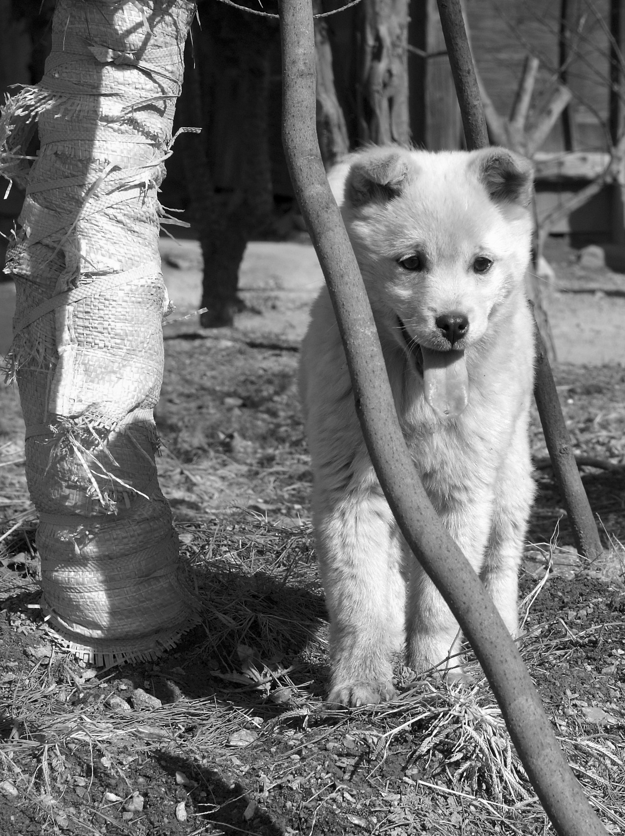 금곡리의강아지(080308)(흑백).jpg