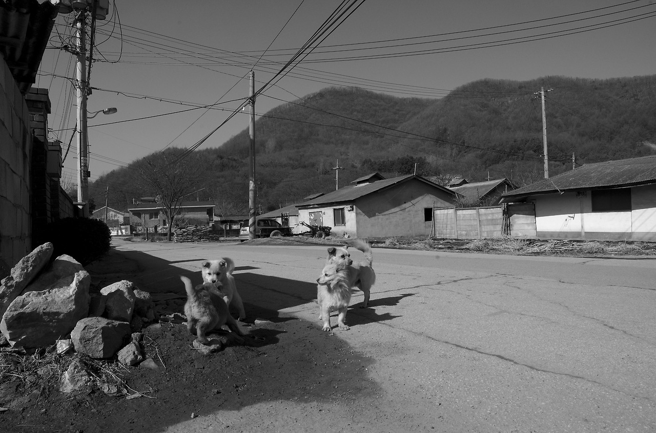 금곡리의강아지(080308)3(흑백).jpg