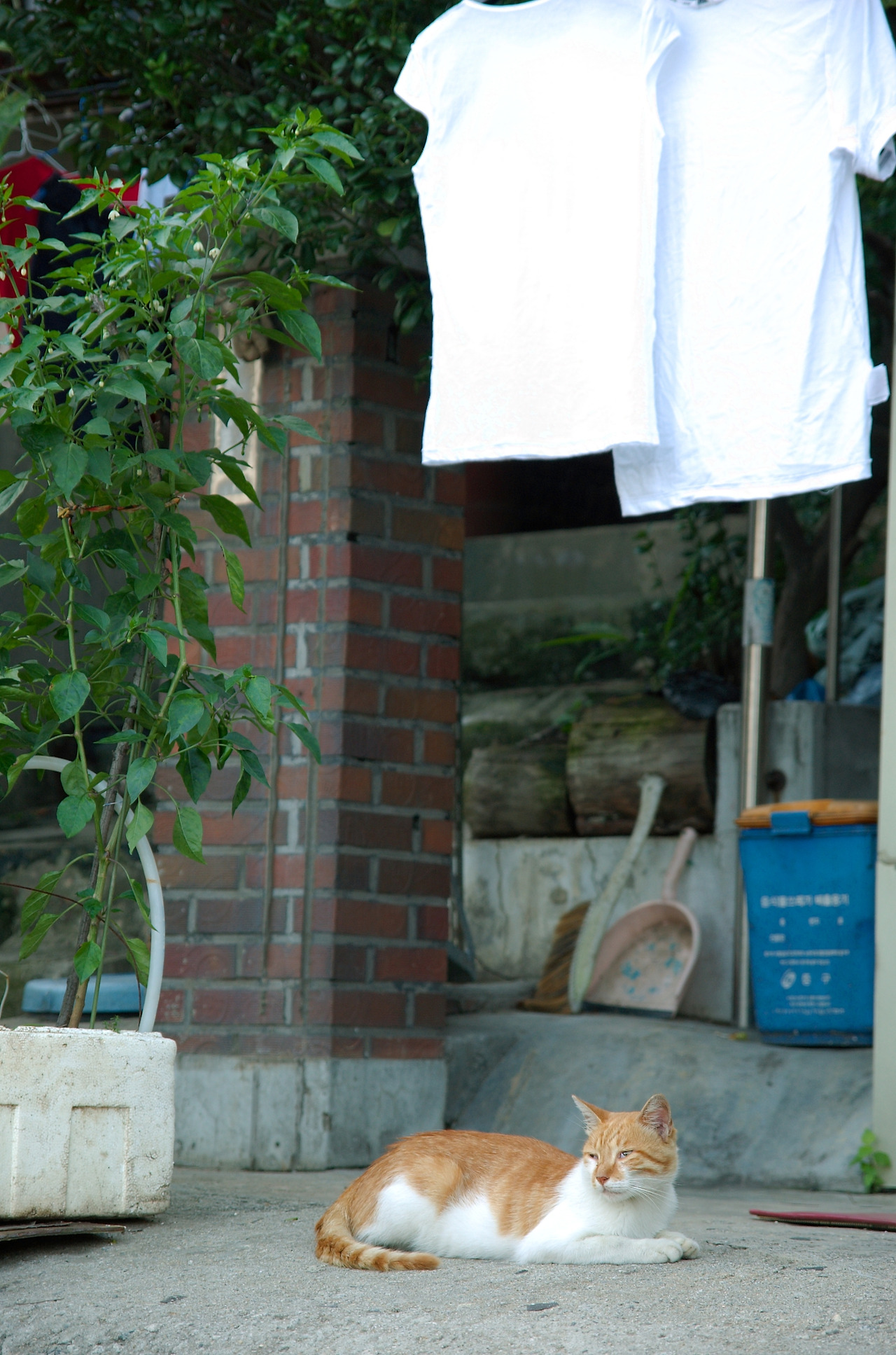중림동고양이2.jpg