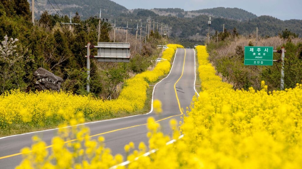 Noksan-ro-Canola-Flower-Road-1024x576.jpg