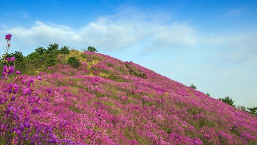 Cheonjusan-Azalea-Festival-1024x576.jpg