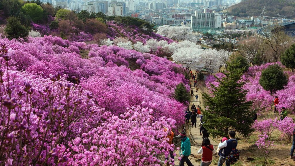 Wonmisan-Azalea-Hill-1024x576.jpg