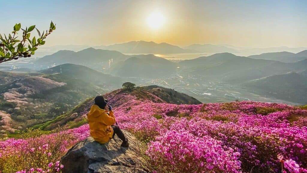 Yeosu-Yeongchwisan-Azalea-Festival-1024x576.jpg