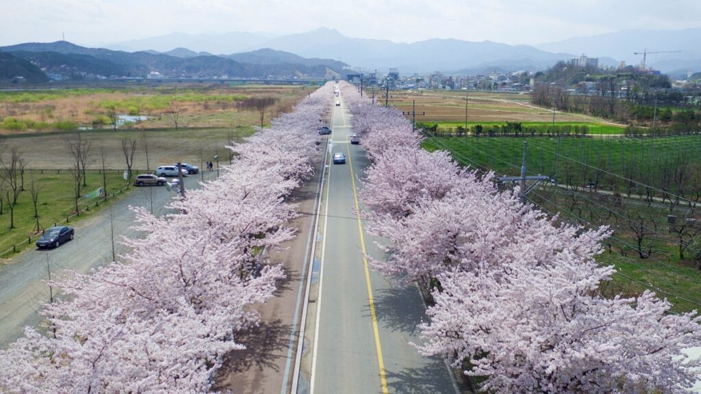 Yangyang-Namdaecheon-Cherry-Blossom-Festival-1024x576.jpg