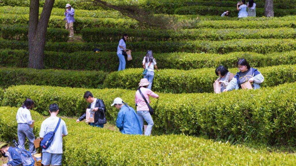 Boseong-Green-Tea-Festival-1024x576.jpg
