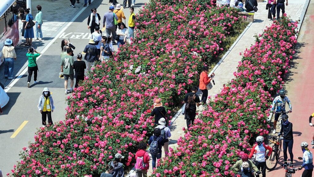 Jungnang-Seoul-Rose-Festival-1024x576.jpg