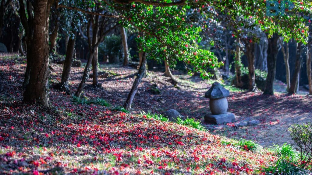 Forest-of-Camellias-at-Baengnyeonsa-1024x576.jpg