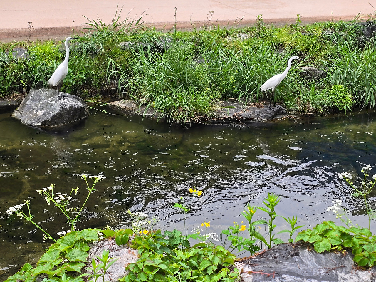 035   청계천 백로.jpg