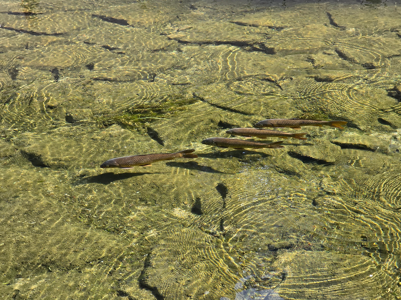 037   청계천 잉어.jpg
