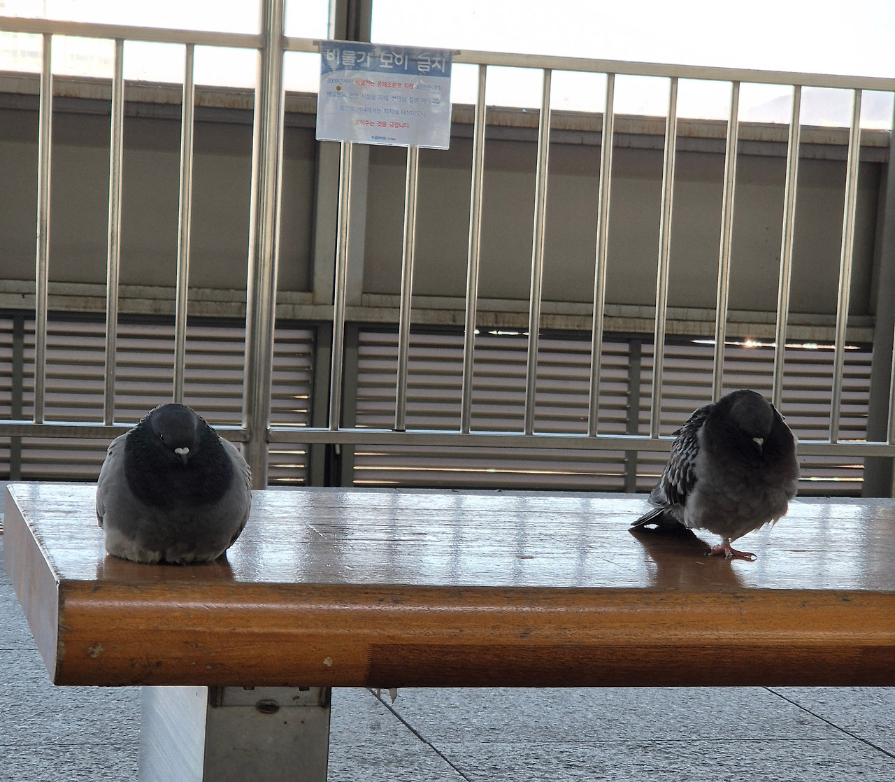 비둘기2.jpg