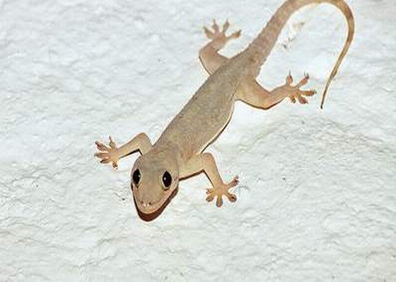 베트남 도마뱀붙이_12b3631c30bdc3089efa4c85403d2161.jpg