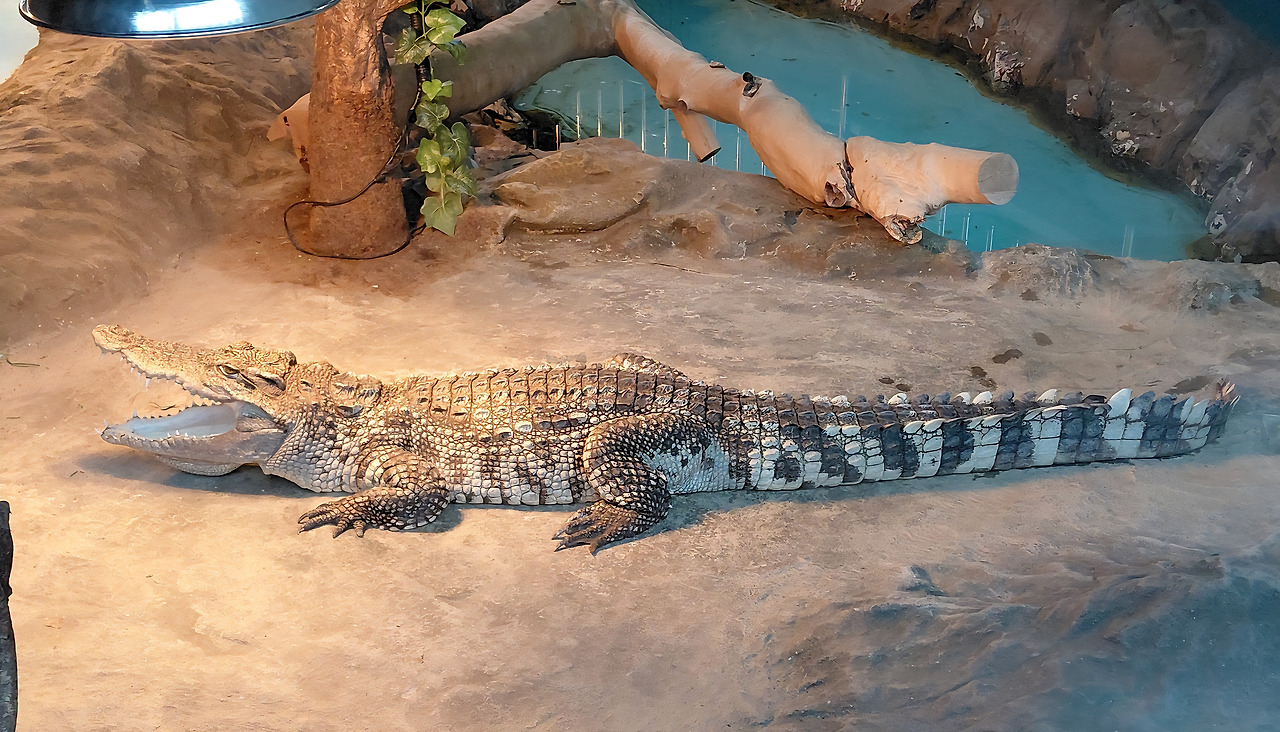 함평여행 악어.jpg