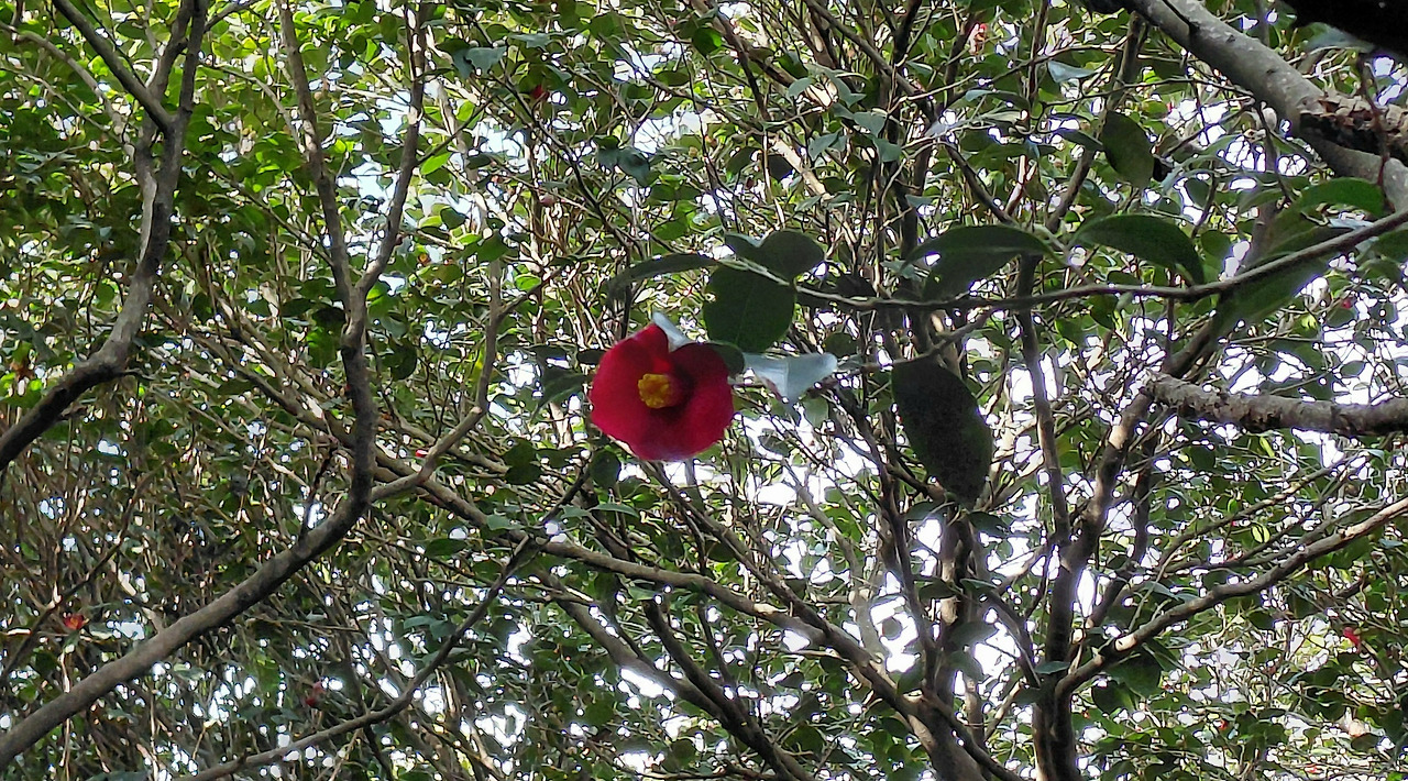 여수여행 오동도3.jpg