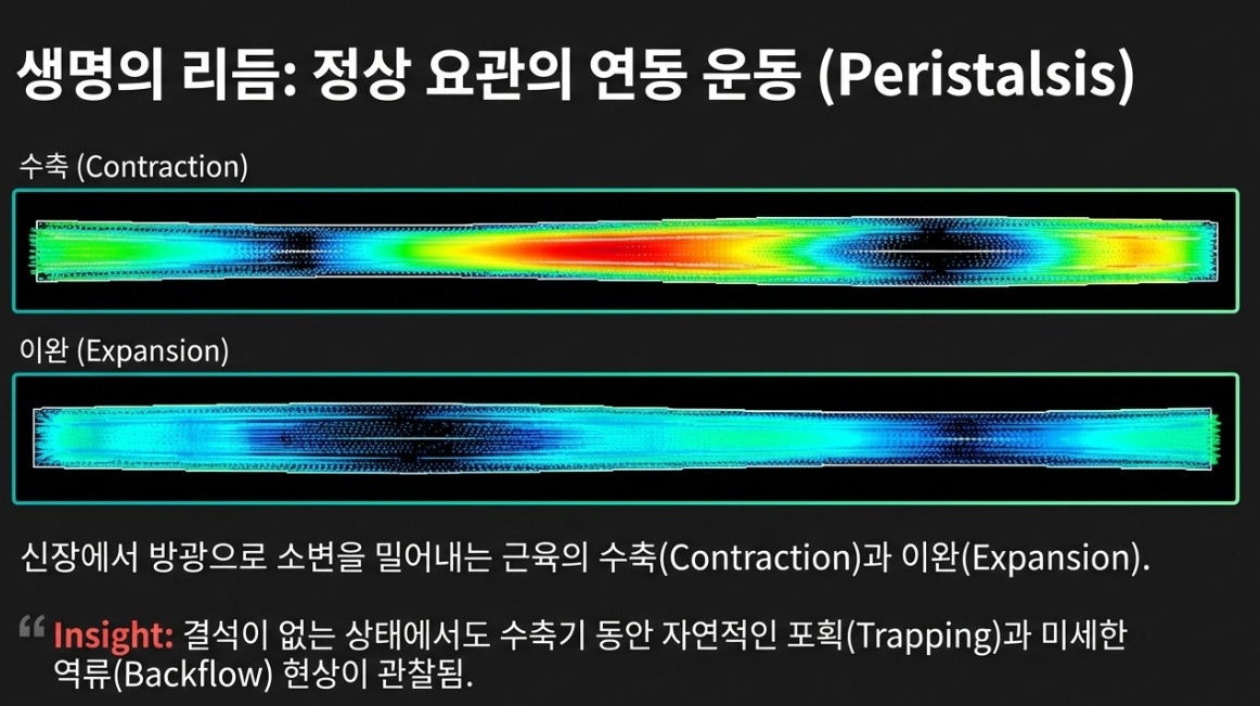 요관 연동 운동.jpg