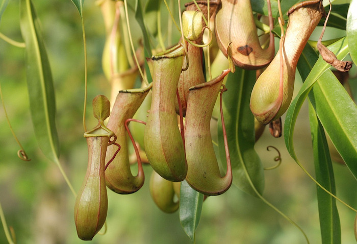 pitcher-plant-362370_1280-1.jpg