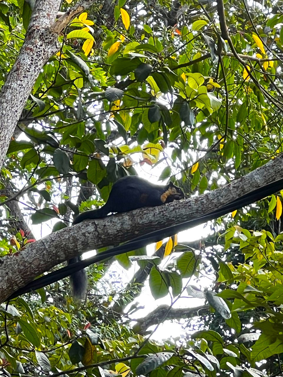 산티아고 2025-말레이시아-페낭힐-75559761437.jpg