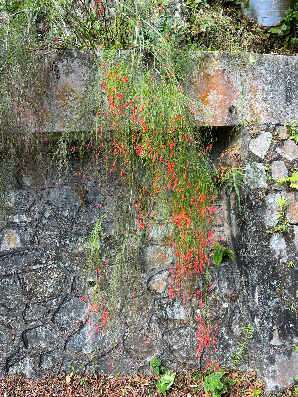 산티아고 2025-말레이시아-페낭힐-75559761432.jpg