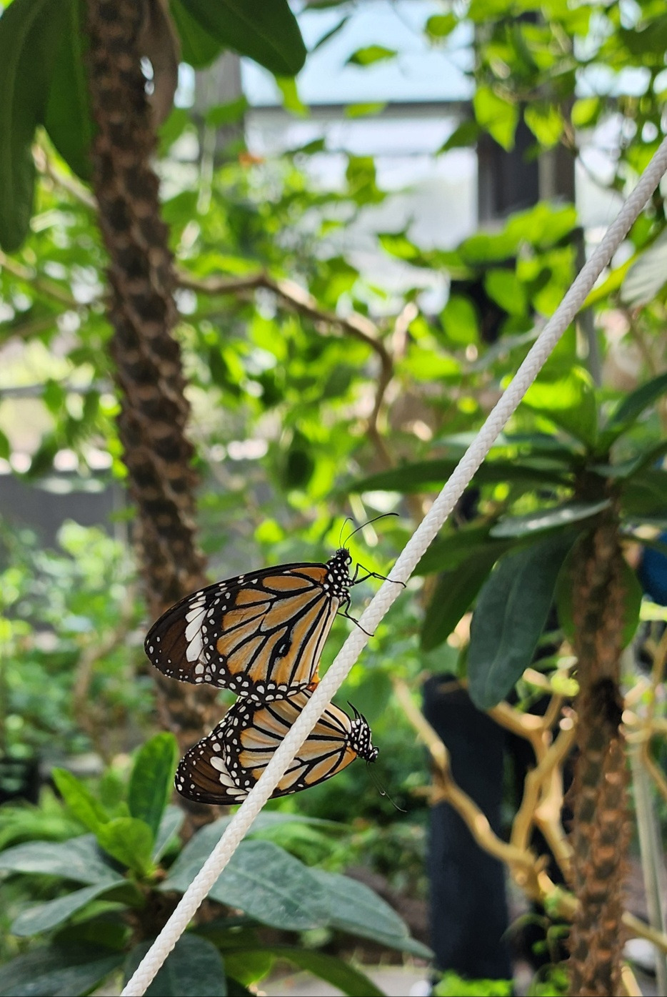 나비 두마리.jpg