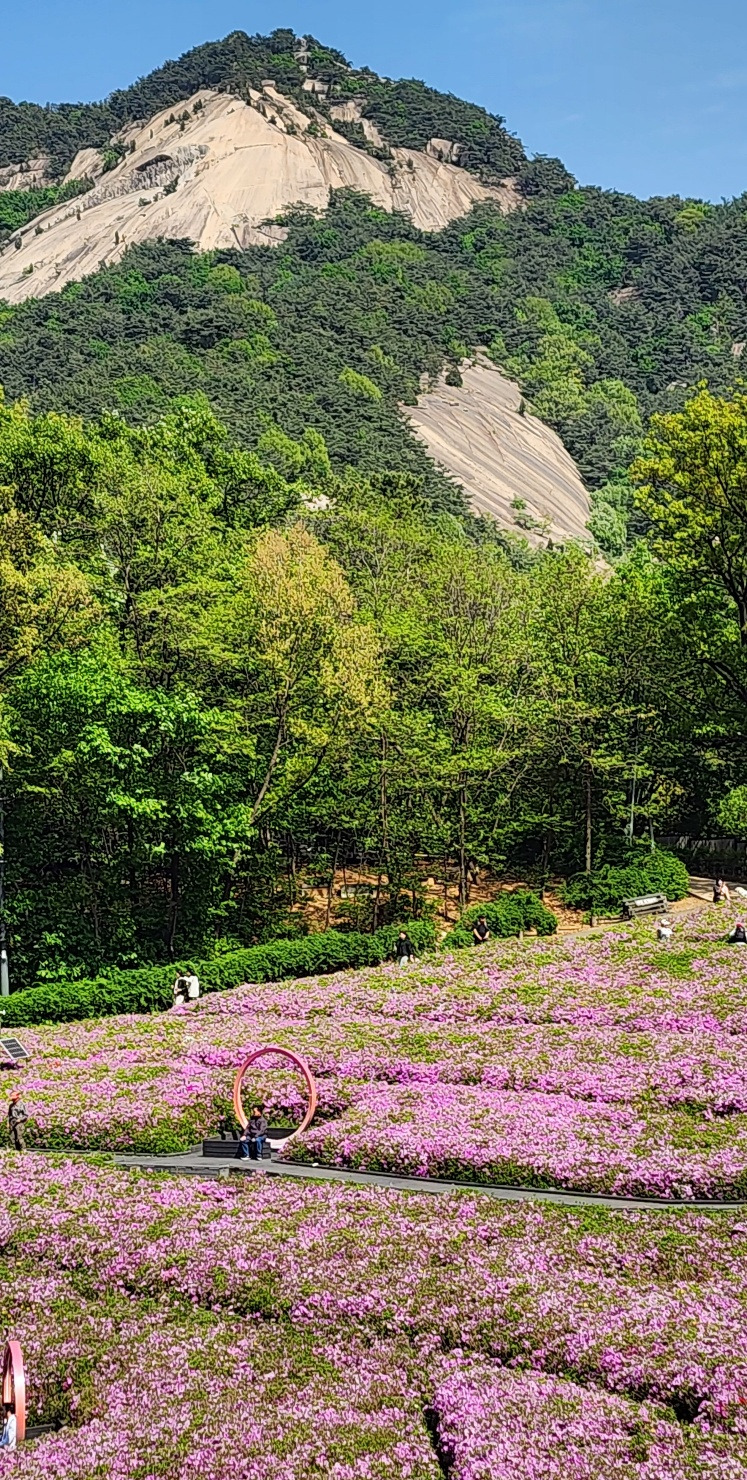 철쭉 불암산.jpg