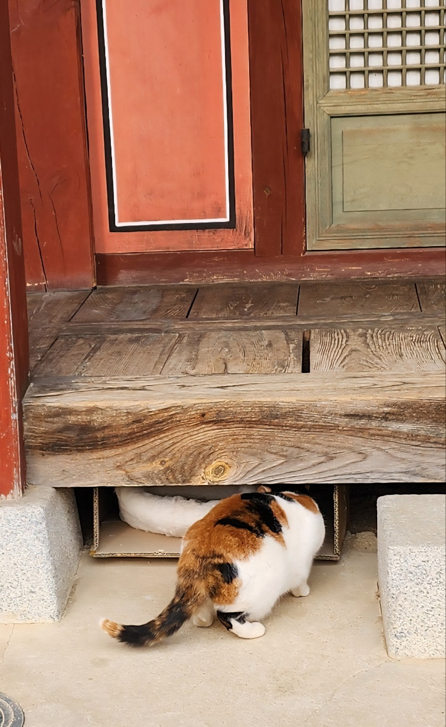 행궁 고양이.jpg