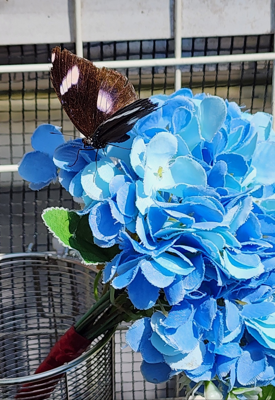 수국과 나비.jpg