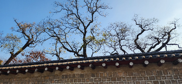 0창덕궁 돌담2.jpg