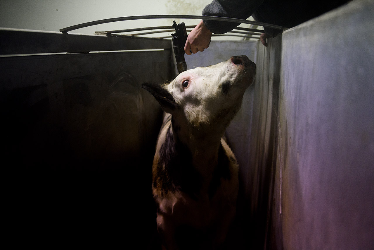 captive-bolt-cow-slaughterhouse-spain.jpg