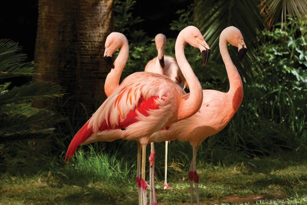 플라밍고-라스베이거스-5.jpg