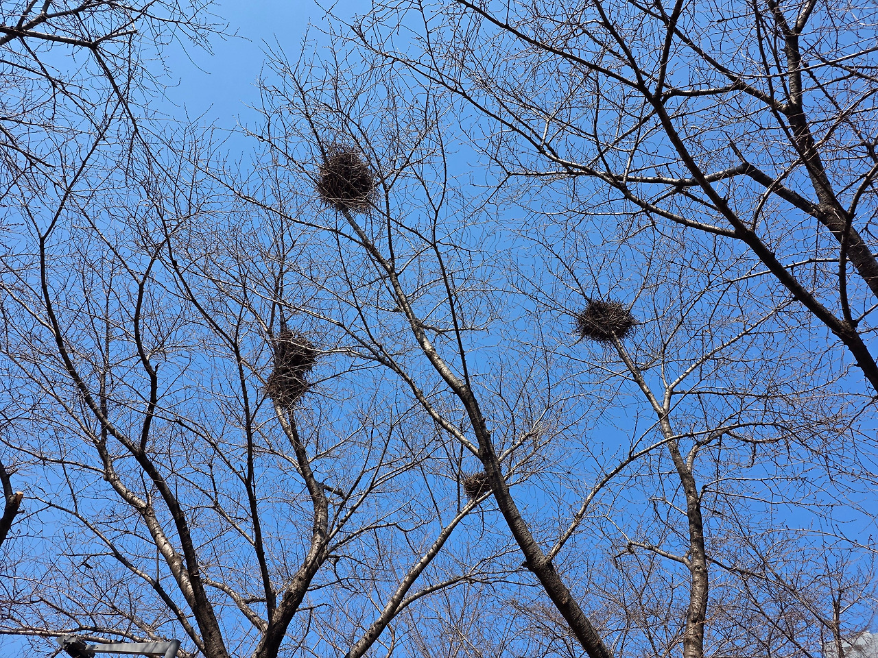 새들의 아파트.jpg