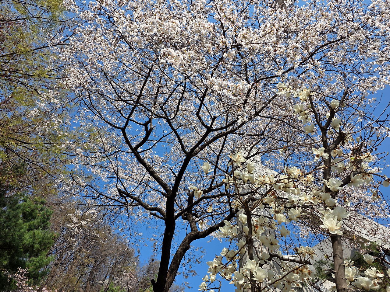 벗꼿과 목련.jpg