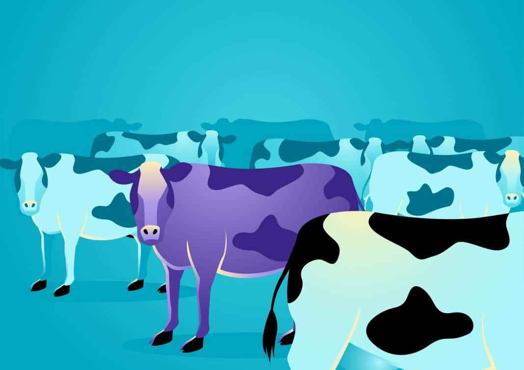 purplecow.jpg