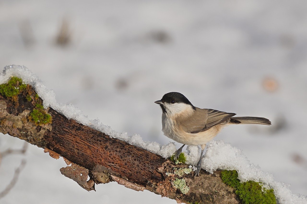 marsh-tit-10071804_1280.jpg
