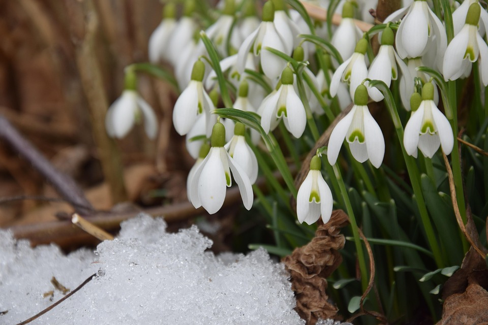 snowdrop-2136964_960_720.jpg