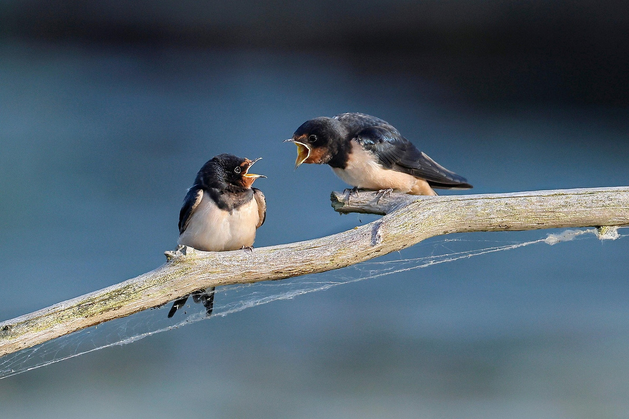 sharkolot-barn-swallow-8097199_1920.jpg