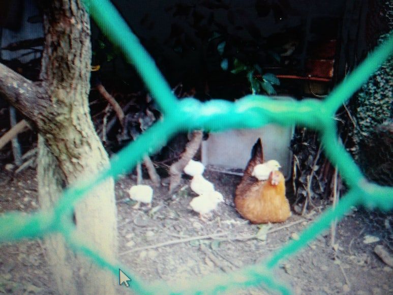 병아리 사진.jpg