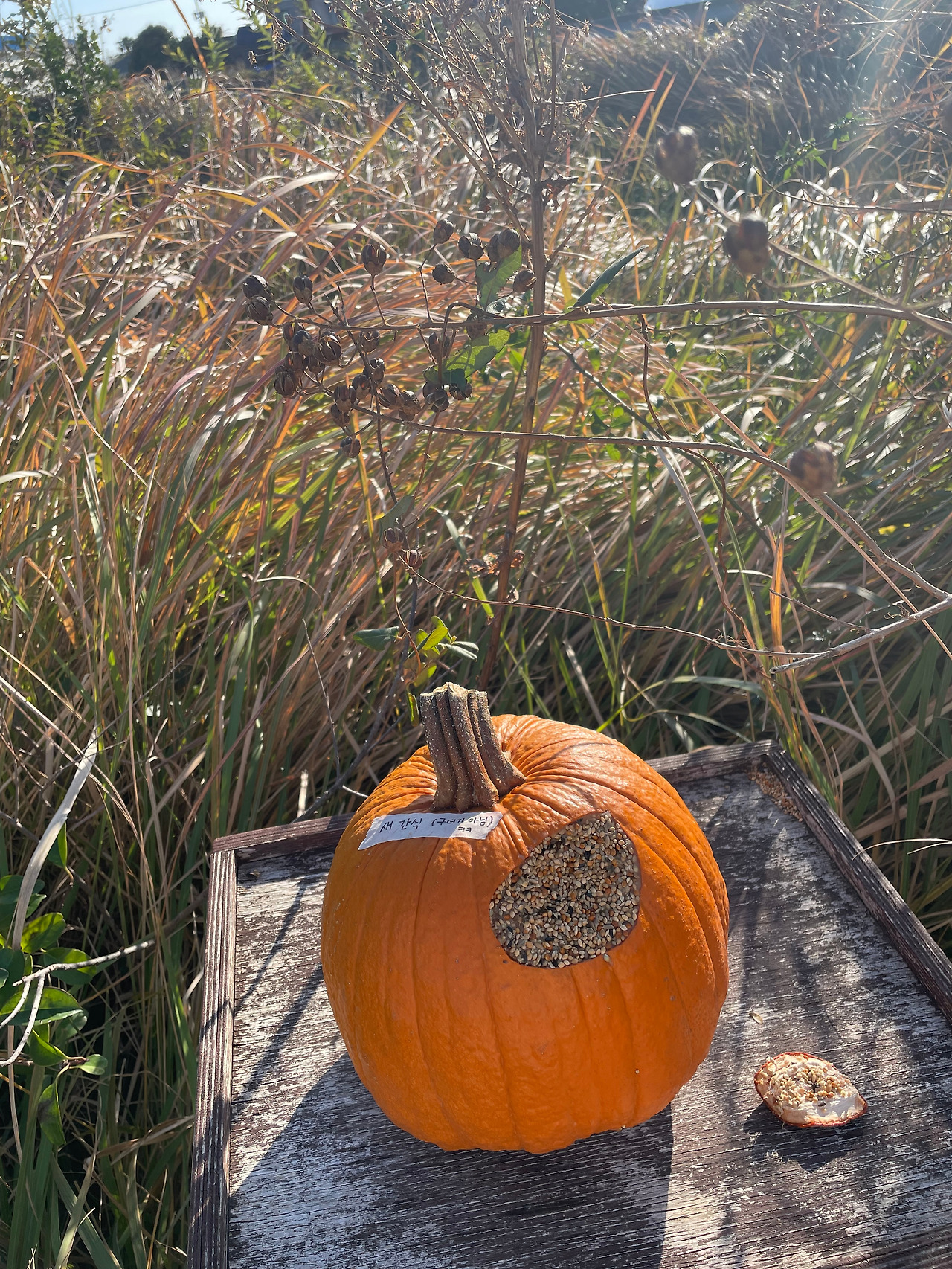 [034] 새 간식_호박.jpg